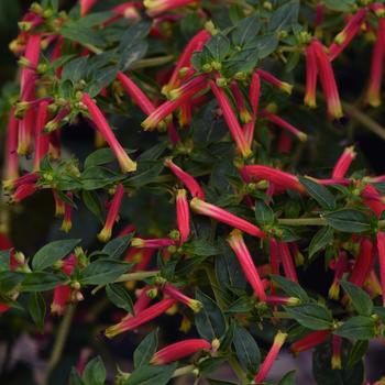 Cuphea Balhoelrel - Cuphea 'Honeybells'