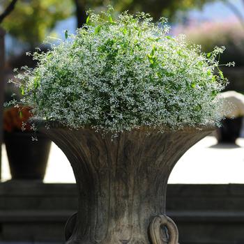 Euphorbia hypericifolia - Euphorbia 'Breathless White'