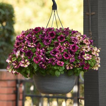 Petunia hybrid - Petunia 'Crazytunia Moonstruck'