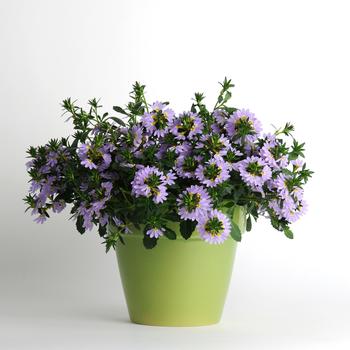 Scaevola (Fan Flower) - Scaevola 'Multiple Varieties'