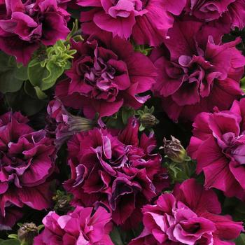 Petunia hybrida - Petunia 'Double Madness Burgundy'