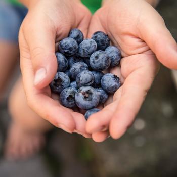 Vaccinium - Blueberry 'Northblue'
