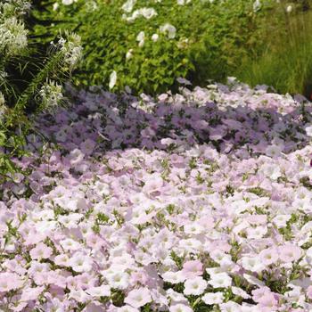 Petunia hybrida - Petunia 'Wave Misty Lilac'