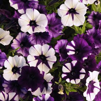 Petunia hybrida - Petunia 'Shock Wave Purple Tie Dye'