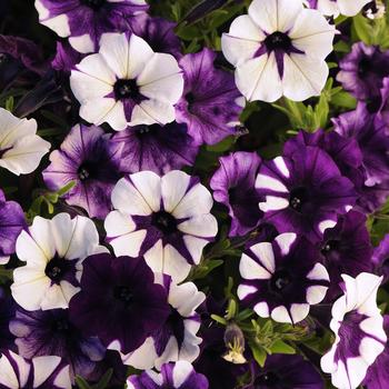 Petunia hybrid - Shock Wave™ 'Purple Tie Dye'