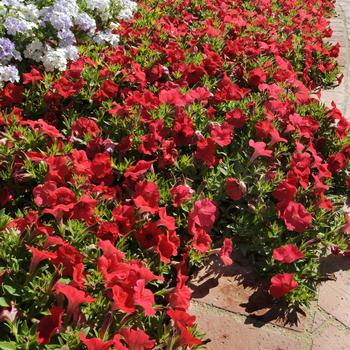 Petunia hybrida - Petunia 'Shock Wave Red'