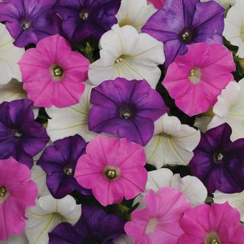 Petunia hybrida - Petunia 'Shock Wave Volt Mix'