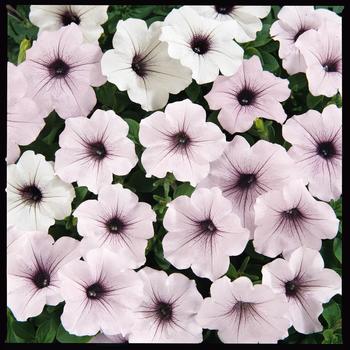 Petunia hybrida - Petunia 'Tidal Wave Silver'
