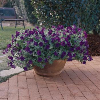 Petunia hybrida - Wave® Blue