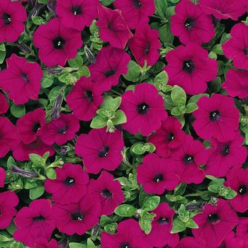 Petunia hybrida - Petunia 'Wave Purple'