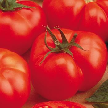 Beefsteak Tomato - Tomato 'Beefmaster'