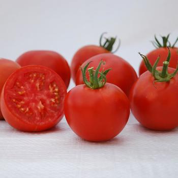 Heirloom Tomato - Tomato 'Manitoba'