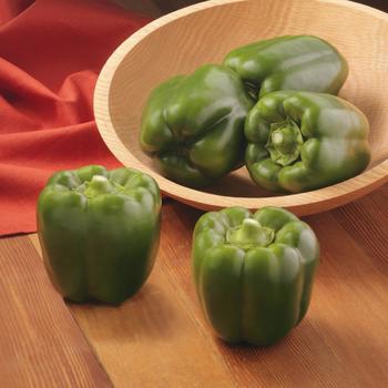 Sweet Bell Pepper - Pepper 'Bayonet'