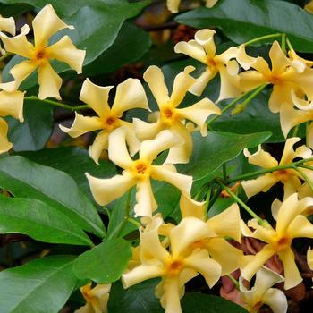 Trachelospermum jasminoides - Jasmine 'Star of Tuscany'