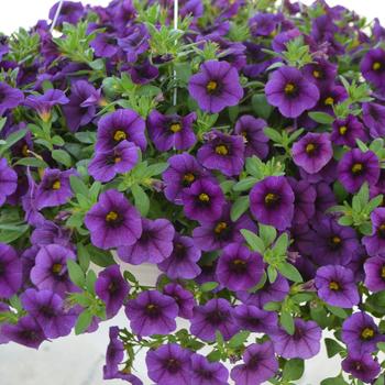Calibrachoa hybrid (Million Bells) - Calibrachoa 'Sweet Chimes Blackcurrant'