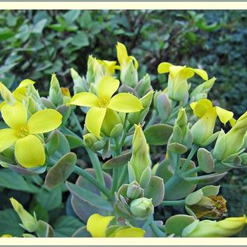 Kalanchoe tomentosa - Panda Plant