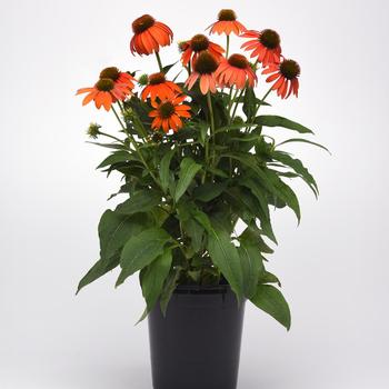 Echinacea x hybrida - Coneflower 'Artisan Soft Orange'