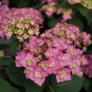 Hydrangea macrophylla - Let's Dance Cancan®