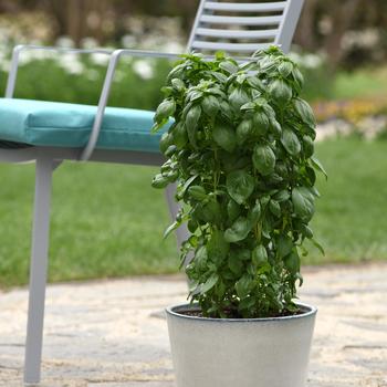 Ocimum basilicum - Basil 'Emerald Towers'