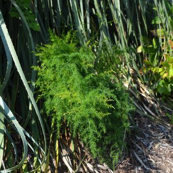 Asparagus cathcart - Fern 'Asparagus'