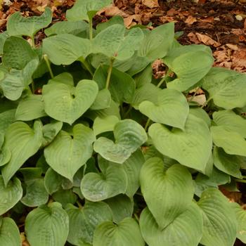 Hosta - Hosta 'Blue Cadet' 