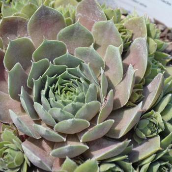 Sempervivum 'Raspberry Ice' - Raspberry Ice Hen and Chickens