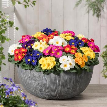 Spring Planter - Primroses 