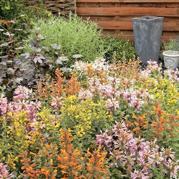 Agastache - Hummingbird Mint 'Multiple Varieties'