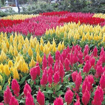 Celosia argentea - Celosia 'Castle Mix'
