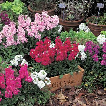 Matthiola Incana - Stock 'Vintage Mix'