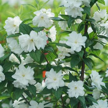 Philadelphus coronarius - Illuminati Arch®