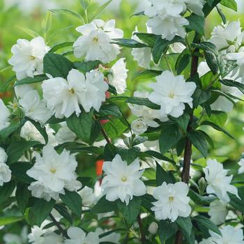 Philadelphus coronarius - Illuminati Arch®