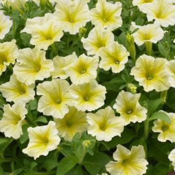 Petunia hybrid - Surfinia® Yellow