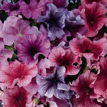 Petunia hybrida - Petunia 'Daddy Mix'