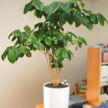 Coffea - Coffee Plant