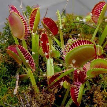 Dionaea muscipula - Venus Fly Trap