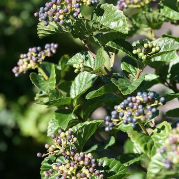 Viburnum dentatum var. deamii 'All That Glitters' - Arrowwood Viburnum