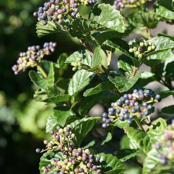 Viburnum dentatum var. deamii 'All That Glitters' - Arrowwood Viburnum