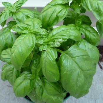 Ocimum basilicum 'Spicy Globe' - Basil-Spicy Globe