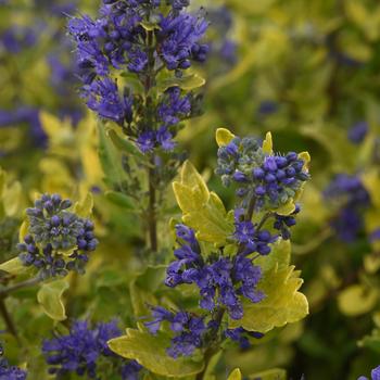 Caryopteris x clandonensis - Bluebeard 'Sunshine Blue II'
