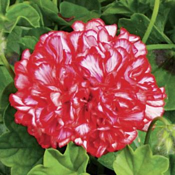 Pelargonium peltatum (Ivy Geranium) - Geranium 'Ivy League Arctic Red'