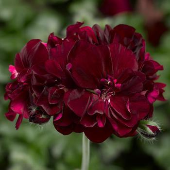 Pelargonium peltatum (Ivy Geranium) - Geranium 'Ivy League Burgundy'