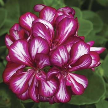 Pelargonium peltatum (Ivy Geranium) - Geranium 'Ivy League Burgundy Bicolor'