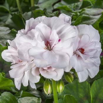 Pelargonium peltatum (Ivy Geranium) - Geranium 'Ivy League White'