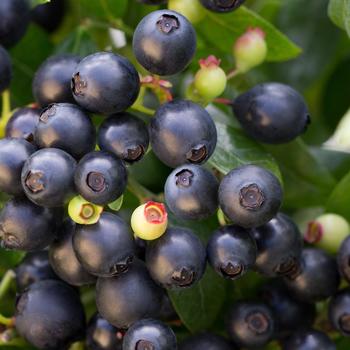 Vaccinium - Blueberry 'Bushel and Berry BerryBux'