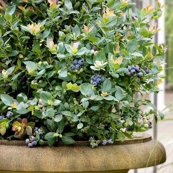 Vaccinium - Blueberry 'Bushel and Berry Pink Icing'