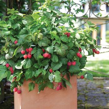 Rubus - Raspberry 'Bushel and Berry Raspberry Shortcake'