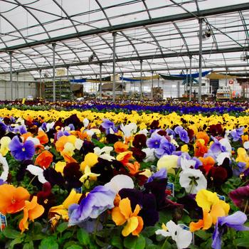 Pansy 'Multiple Varieties'
