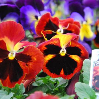 Viola x wittrockiana - Pansy 'Spring Matrix Series'
