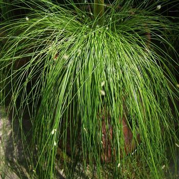 Scirpus cernuus 'Livewire' - Fibre Optic Grass